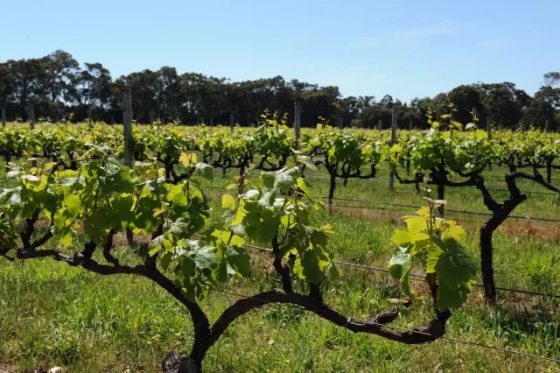 全球升溫，或將影響葡萄酒口感