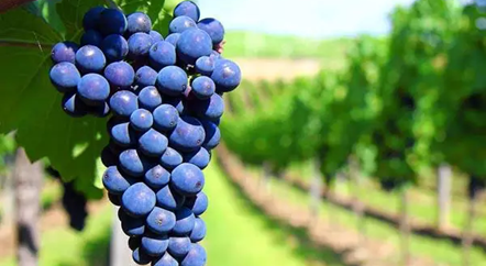 低調(diào)的歌海娜，我來為你正名！